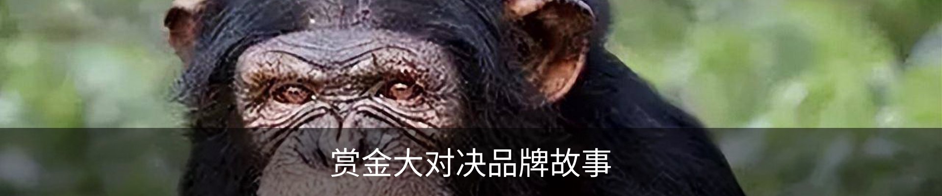 赏金大对决品牌故事